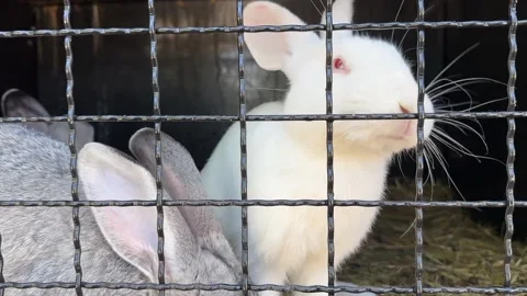 Rabbits in Cage Stock Footage 311658619