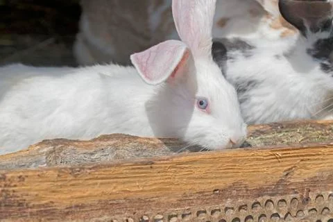 Rabbits in a cage Foto stock