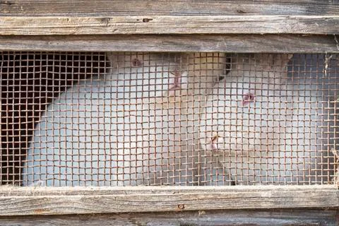 Rabbits in cage Stock Photos