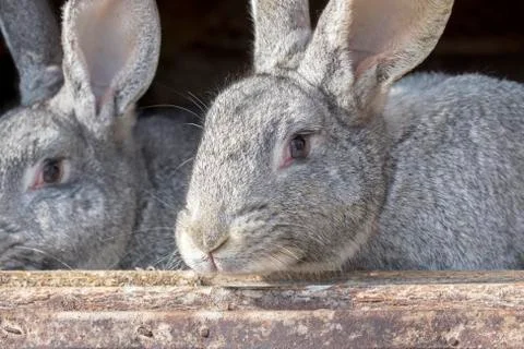Rabbits in a cage Stock Photos