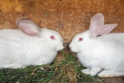 Rabbits in a cage Stock Photos