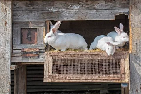 Rabbits in a cage Stock Photos