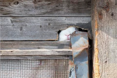 Rabbits in cage Stock Photos