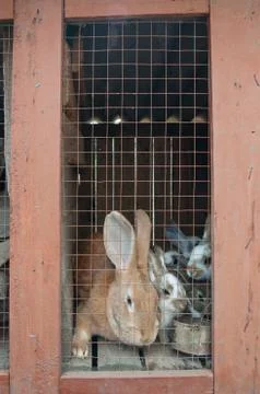 Rabbits in a cage Stock Photos