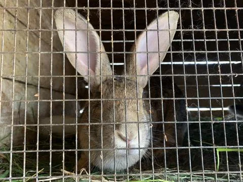 Rabbits in a cage Stock Photos