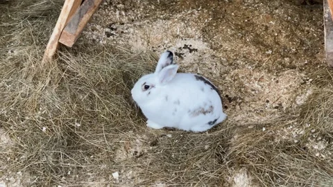 Rabbits in a cage at a zoo, kept in captivity 스톡 동영상 329091741