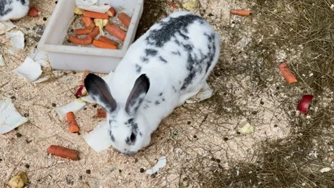 Rabbits in a cage at a zoo, kept in captivity Stock-Footage 329091752