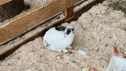 Rabbits in a cage at a zoo, kept in captivity Stock-Footage 329091760
