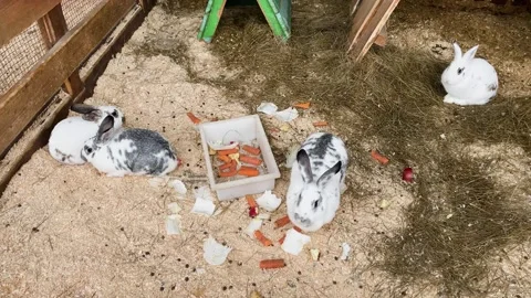 Rabbits in a cage at a zoo, kept in captivity Vídeo Stock 329091763