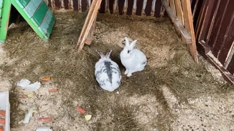 Rabbits in a cage at a zoo, kept in captivity Video stock 329091769