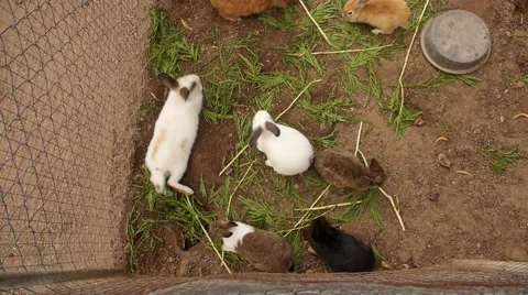 Rabbits in Cage. Zoo. Slow Motion. Video stock 41994746