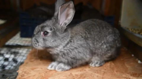 Rabbits in cages at a farm Видео 152736129