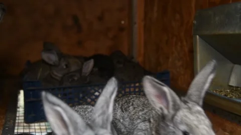 Rabbits in cages at a farm Stock Footage 152736246