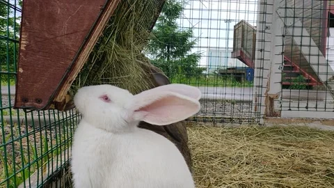 Rabbits chewing grass and a passing cyclist on the background Stock Footage 156388520