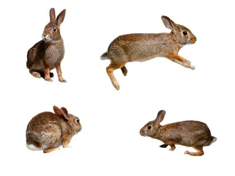 Rabbits collage Stock Photos