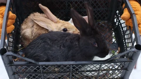 Rabbits of different colours in the basket. 4K. Stock Footage 228213735