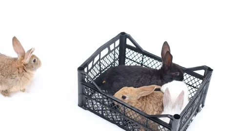 Rabbits of different colours in basket and one is out of basket jumping on snow. Stock Footage 228472563