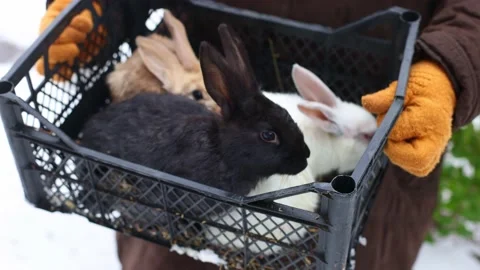 Rabbits of different colours. Farmer holding basket with rabbits. 4K. Stock Footage 236459853