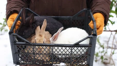 Rabbits of different colours. Farmer holding basket with rabbits. 4K. Stock Footage 238520448