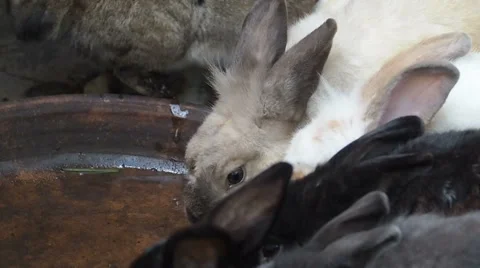 Rabbits drink water. Stock Footage 62206966