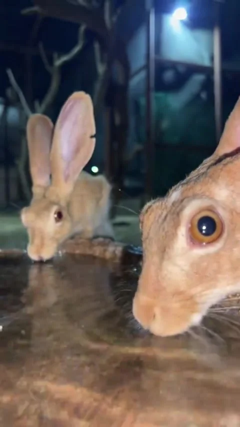 Rabbits Drinking Water from Basin at Night 스톡 동영상 343236334