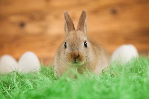 Rabbits with Easter on wooden background Free Stock Photos