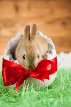 Rabbits with Easter on wooden background Free Stock Photos
