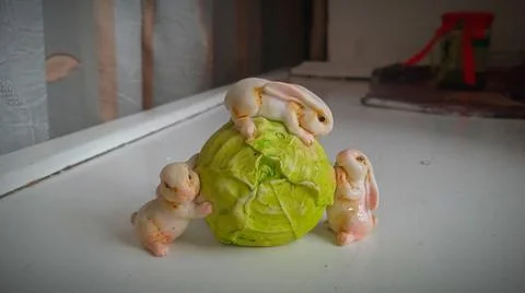 Rabbits eat cabbage Stock Photos