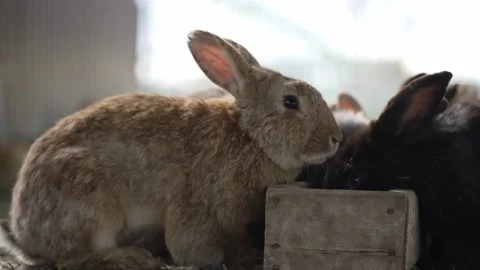 Rabbits eat from the feeder. Vidéo 189922465