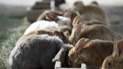 Rabbits eat from the feeder in the rays of the sun. Feeding rabbits. Vidéo 189923132