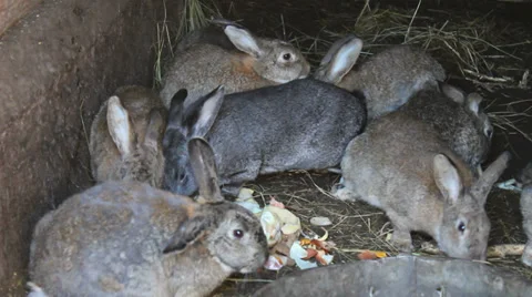 Rabbits eat Stock Footage 37809028