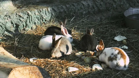 Rabbits eat grass Stock Footage 91963892