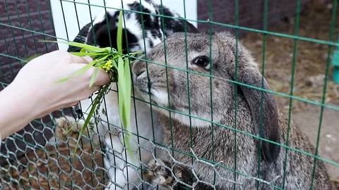 Rabbits eat grass Stock Footage 159398295