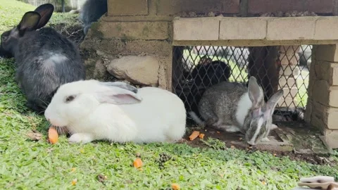 Rabbits is eating carrots Stock-Footage 314639885