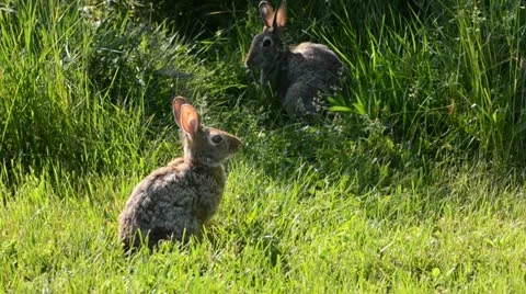 Rabbits Eating 스톡 동영상 21231388