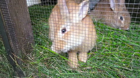 Rabbits eating Stock Footage 56151588
