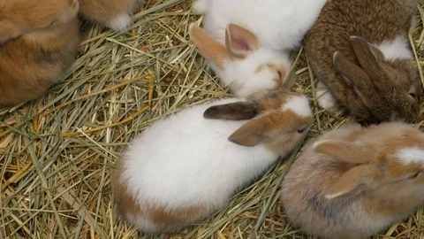 Rabbits eating grass Stock Footage 107002216