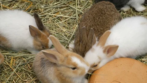 Rabbits eating grass 스톡 동영상 107002369