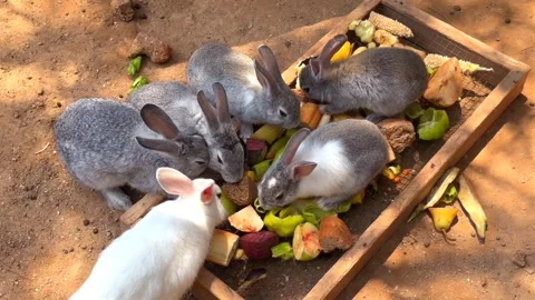 Rabbits eating vegetable Video stock 271347130