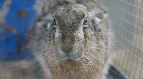 Rabbits face close-up , in cage Stock Footage 49166220