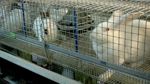 Rabbits on the Farm in Cage Stock Footage 70731498
