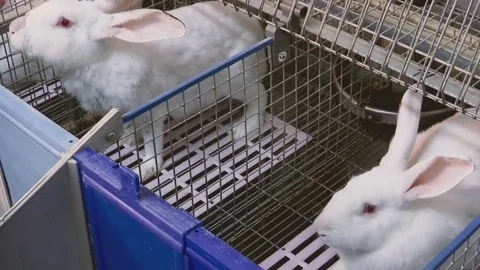 Rabbits on the Farm in Cage Stock Footage 70732056