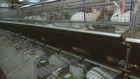 Rabbits on the Farm in Cage Stock Footage 70732985