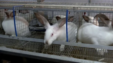 Rabbits on the Farm in Cage Stock Footage 70733157
