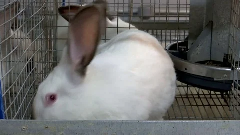 Rabbits on the Farm in Cage Stock Footage 70734346