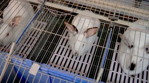Rabbits on the Farm in Cage Stock Footage 70737723