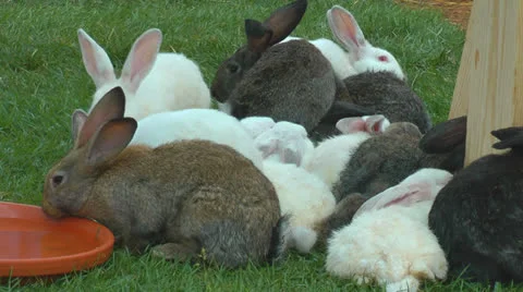 Rabbits on the farm Stock Footage 22679313