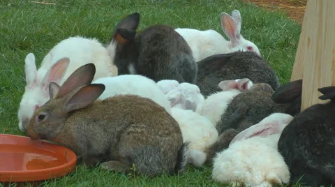 Rabbits on the farm Stock Footage 42227871