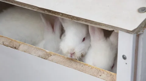 Rabbits on the farm Stock Footage 44868283
