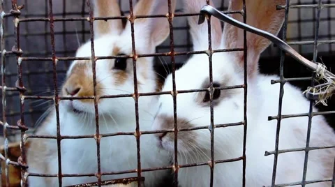 Rabbits on the farm Vidéo 54582074